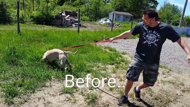 Pitbull trained Off Leash - Dog Training Guelph, Kitchener, Hamilton, Cambridge