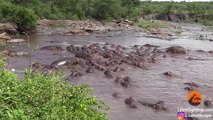 30 hippopotames se ruent sur un Crocodile et le terminent dans un fleuve...