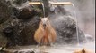 Les Cabiaï adorent les bains chauds !! Tellement mignons ces animaux !