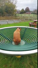 Sur un Tourniquet ce chien semble hypnotisé !