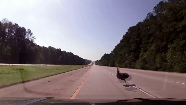Cette autruche traverse l'autoroute !! Mauvaise idée...
