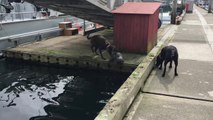Cette loutre joue avec 2 chiens sur le quai d'un port !