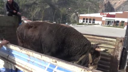 Artvin'in Şampiyon Boğaları Yola Çıkarıldı
