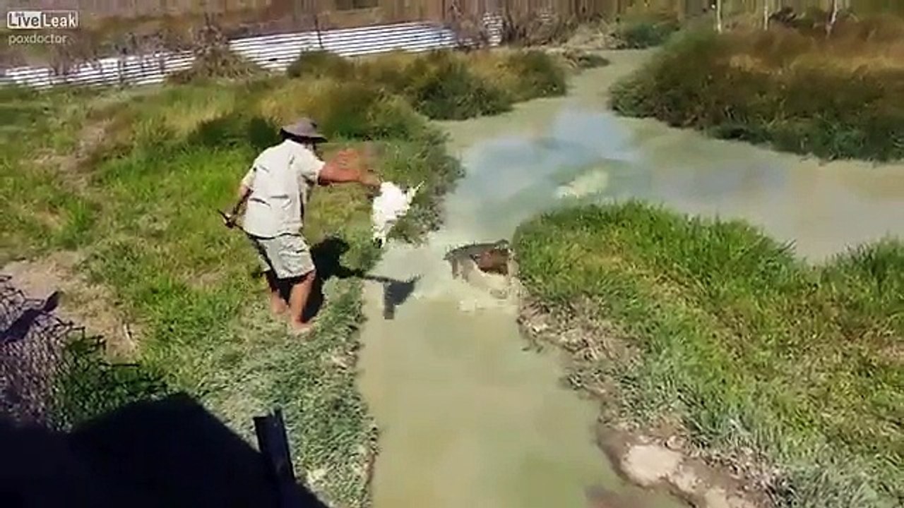 Chicked and water