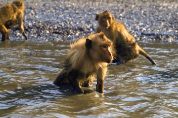 When it comes to monkey business...we've got some tips