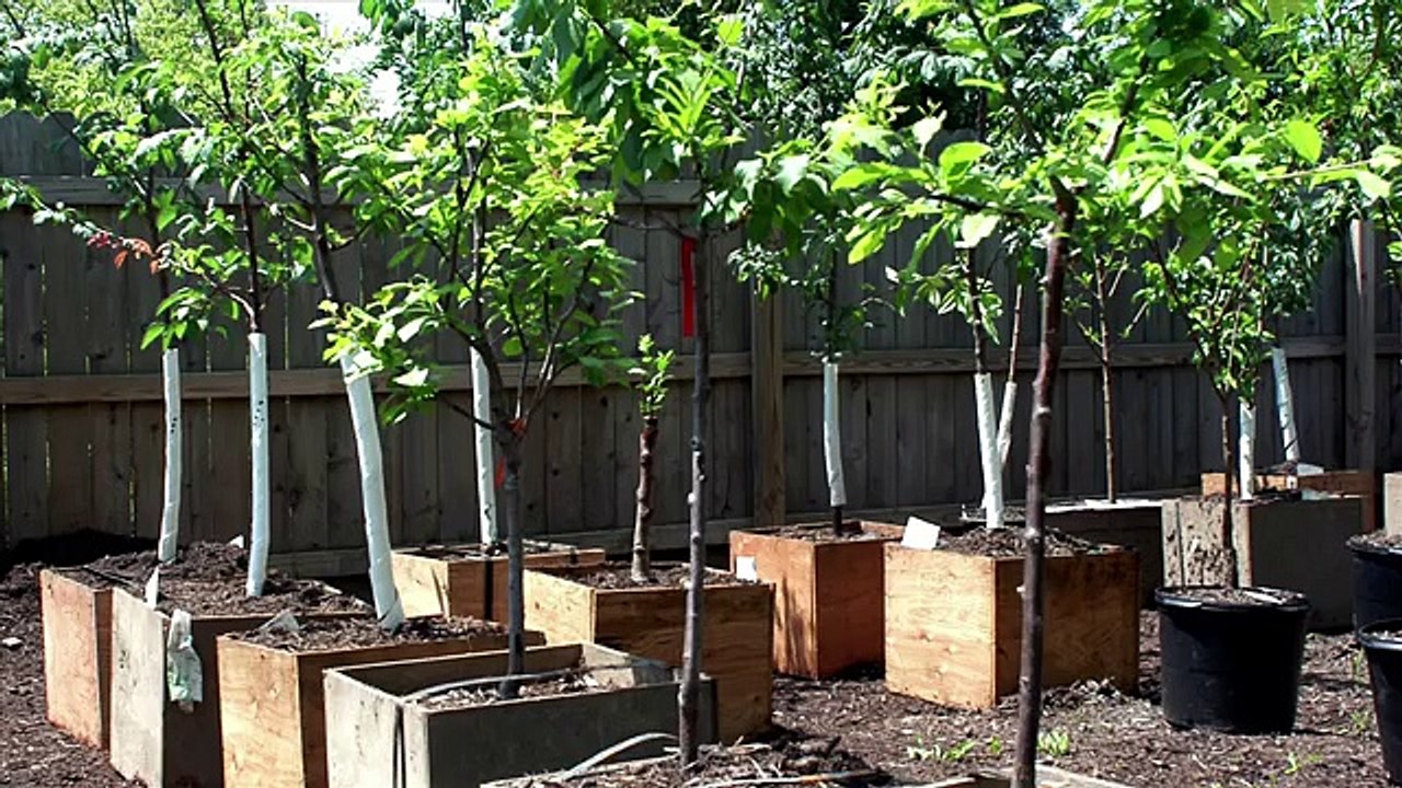 This Tree Produces 40 Kinds of Fruit!