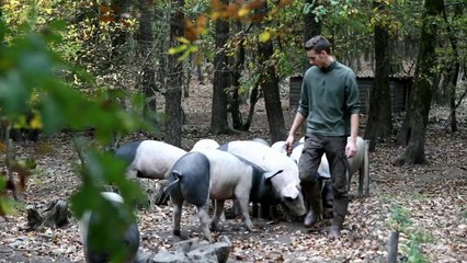 Des porcs "culs-noirs" à l'ancienne dans le val de Villé