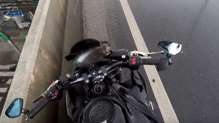 Un motard sauve la vie d’un chaton