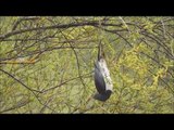 Drunk Wood Pigeon Swings Upside Down From Tree