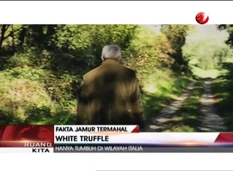 Jamur-jamur Termahal di Dunia