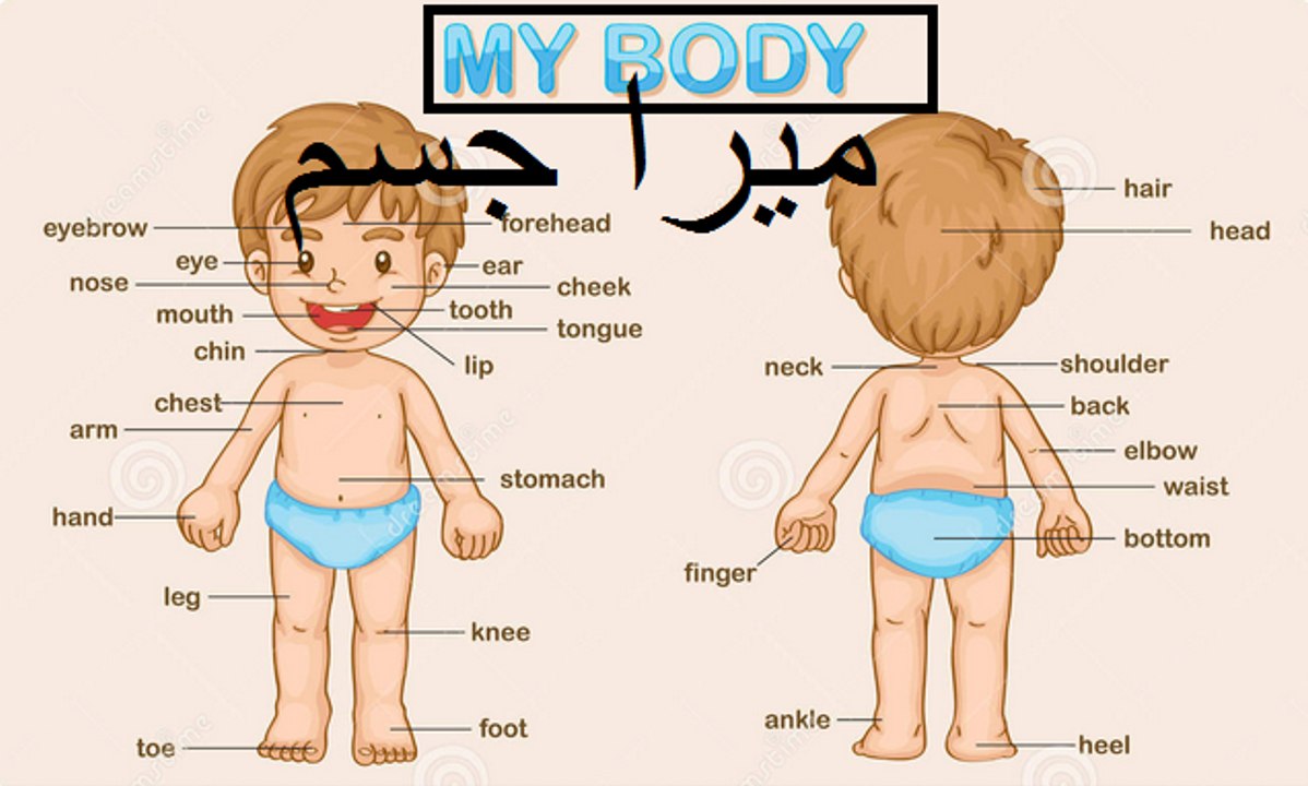 General knowledge in Urdu For kids grade 1, L 8, My body