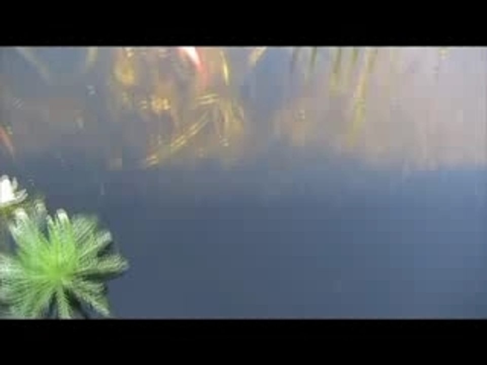 en hommage a Choukar et aux deux tourterelles