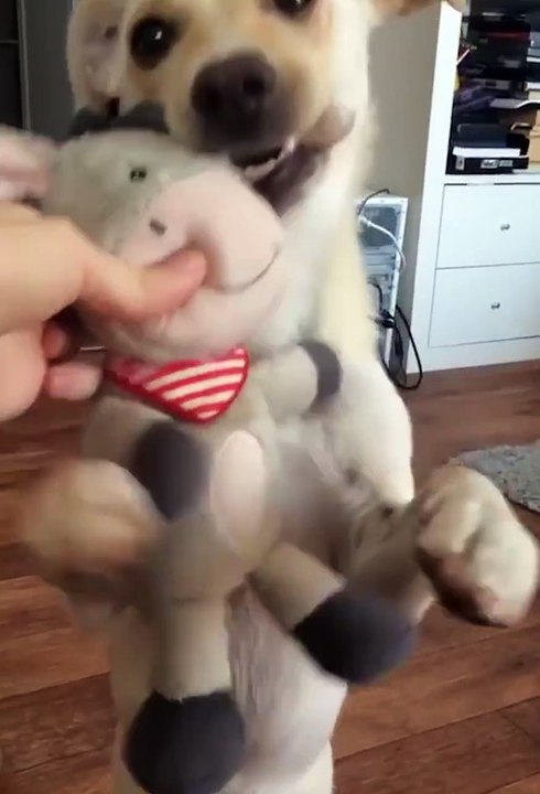 Entre ce toutou et sa peluche, il s’agit d’une véritable histoire d’amour. (vidéo)