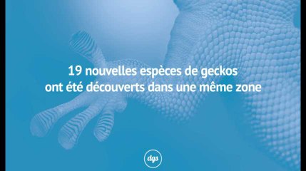 Pas moins de 19 espèces de geckos ont été découvertes dans une seule et même zone