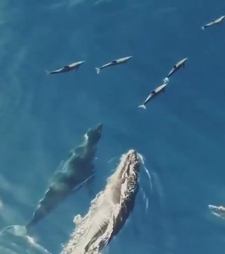 Quand des baleines et des dauphins se suivent en pleine mer... Magnifique