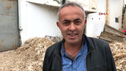 Kastamonu Taşköprü Sarımsağına Çin Tehdidi