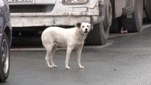 Eyüpsultan Belediyesi'nin Sokaktaki Köpekleri Toplatması - İstanbul