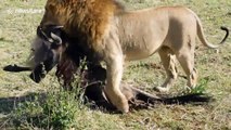 Close-up of lion carrying buffalo carcass