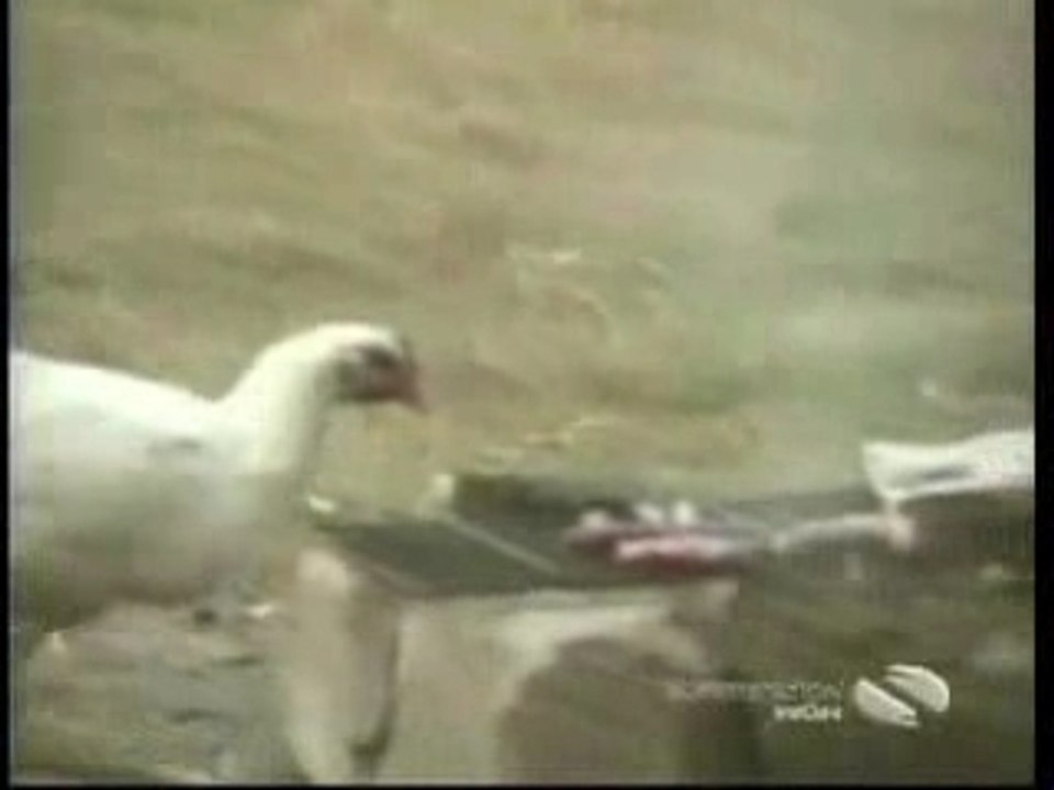 Animalthieves