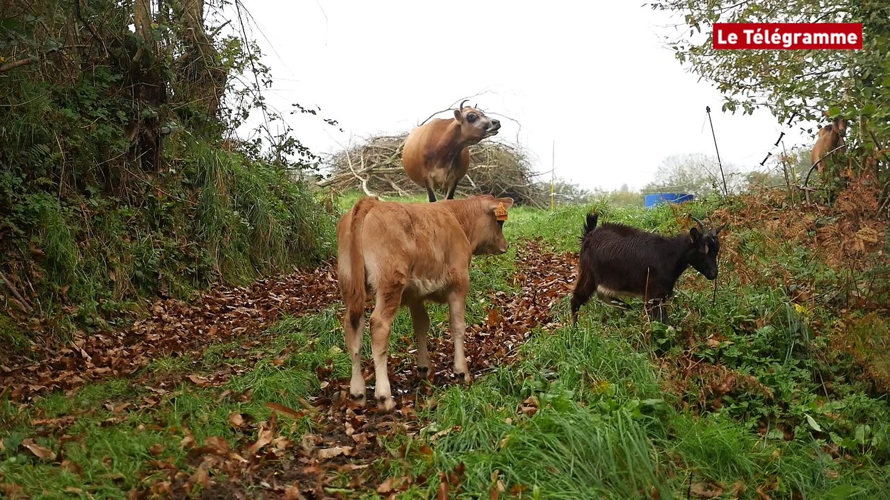 Sizun. Joséphine aux anges avec ses biquettes