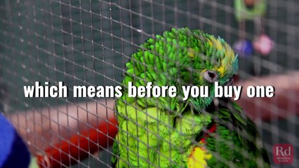 3 Questions You NEED to Ask Before Buying an Exotic Pet