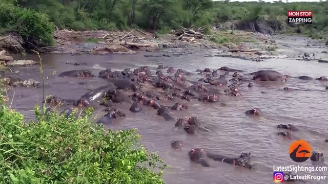 Quand 30 hippopotames attaquent violemment un crocodile (vidéo)