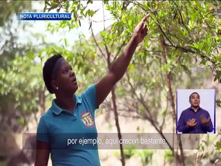 El guandul es parte importa de la gastronomía del Chota