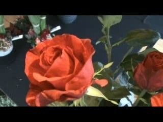 Actu24.be - Des roses de 180 cms