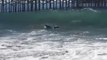 Young Whale Spotted Near Newport Beach Shore