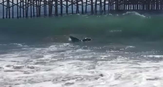 Young Whale Spotted Near Newport Beach Shore