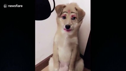 Chinese dog owner piles on makeup on her pet's face