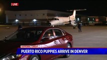 Dozens of Dogs, Cats Looking for Homes in Colorado After Being Rescued from Puerto Rico