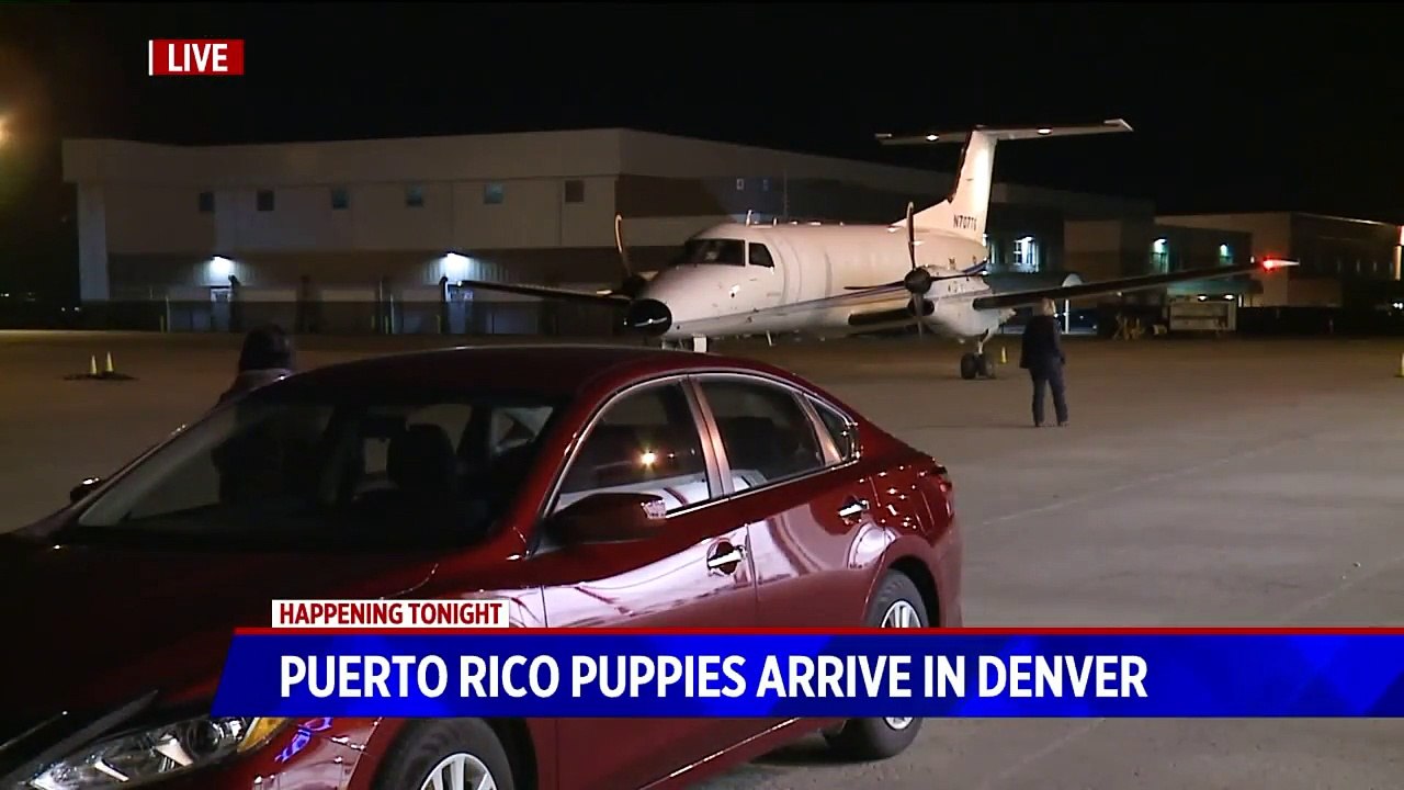 Dozens of Dogs, Cats Looking for Homes in Colorado After Being Rescued from Puerto Rico