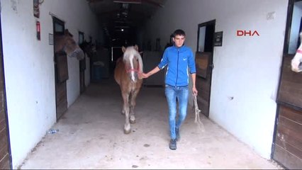 Denizli Fetö Kapsamında El Konulan At ve Köpek İhaleyle Satıldı