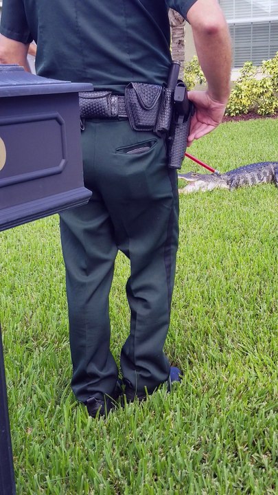 Gator at the Front Door