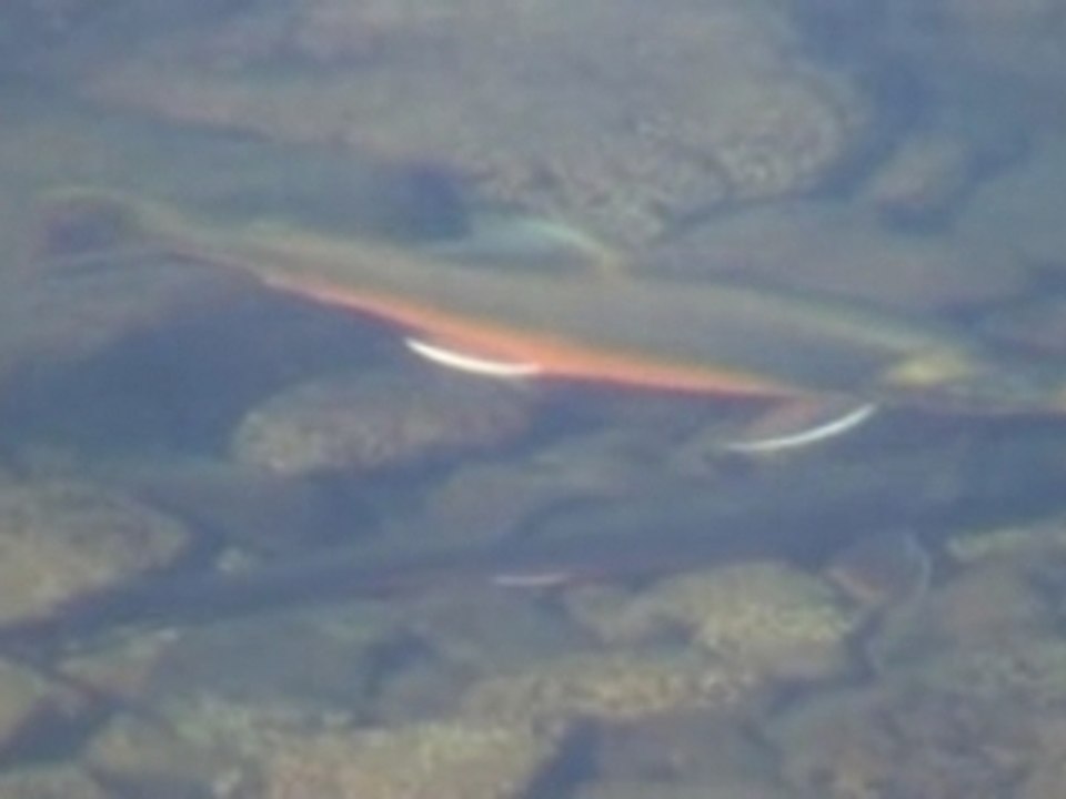 Ombles des fontaines