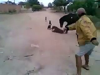 Dogs Trying To Save Colt From Horse