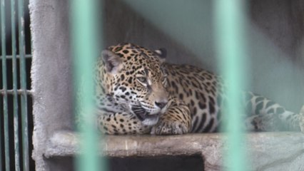 El Zoológico de Nicaragua solicita al Gobierno un aumento considerable de su presupuesto