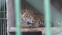 El Zoológico de Nicaragua solicita al Gobierno un aumento considerable de su presupuesto