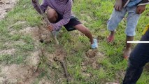 Terrifying!! Three Girls Catch Two Big Snakes By Digging Hole Near Their Cows