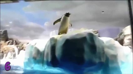 Sakarlıklarıyla Güldüren En KOMİK  Penguenler