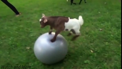 Yavru keçinin plates topuyla imtihanı