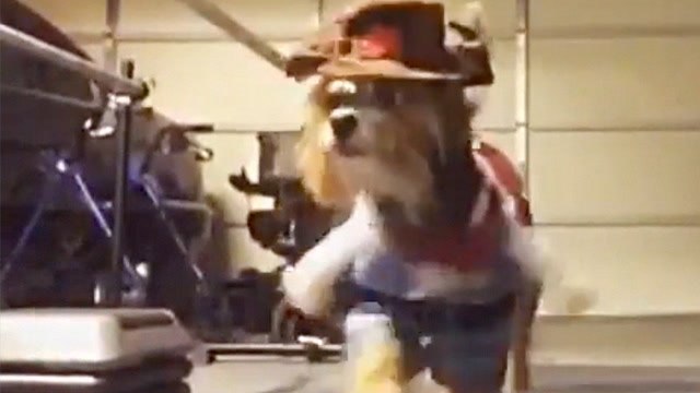 Howdy Partner, It's Sheriff Flora The Yorkie Maltese