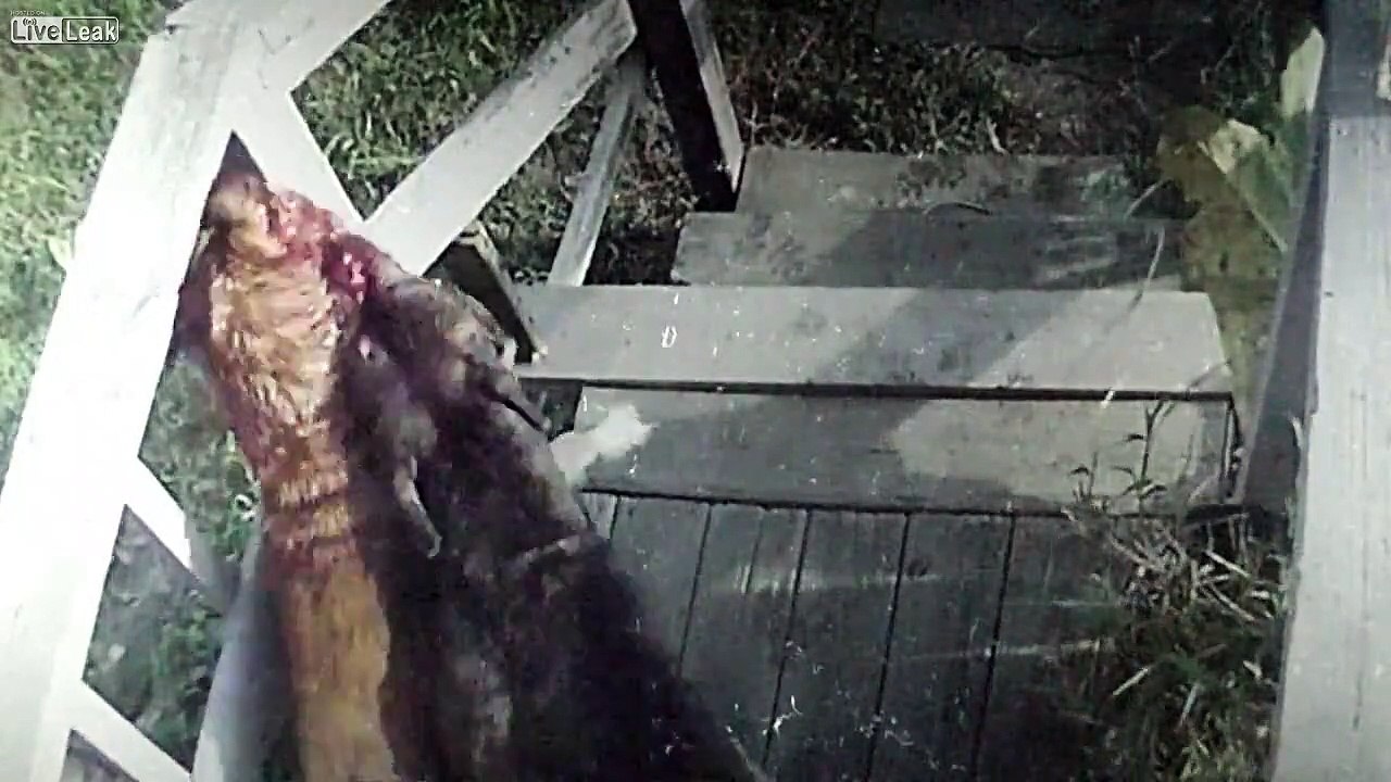 Pit bull Attacks Chained Dog (Pit bull terrorized)