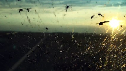 Invasion de moustique impressionnante dans le Nevada . Impossible de sortir de la voiture