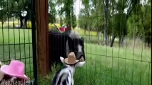 Cute cowboy goats (baby goats funny)