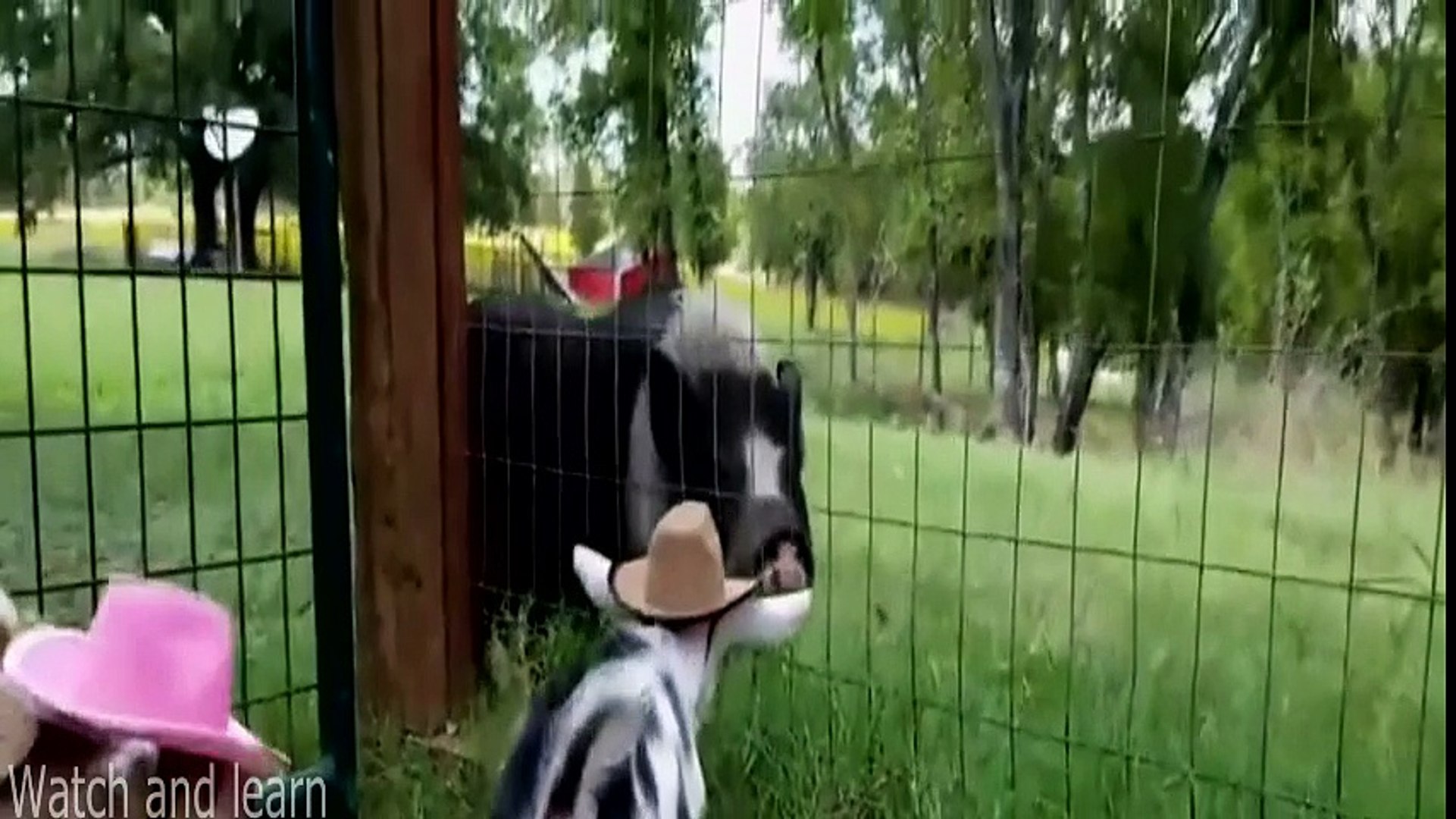 ⁣Cute cowboy goats (baby goats funny)