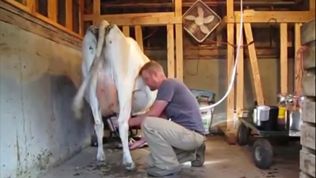 Primitive vs Intelligent Technology Modern Automatic Cow Milking Machine Women Smart Farming 