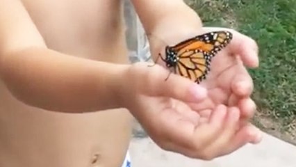 Don't Let Alexa Near Butterflies