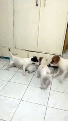 Milo Loves to Protect this Tiny Kitten